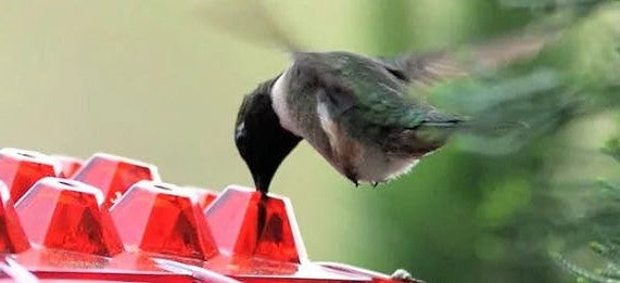 Ant Proof Kolibri Futterspender mit 30 Futteröffnungen & Ant-Moat, 12 Unzen 1