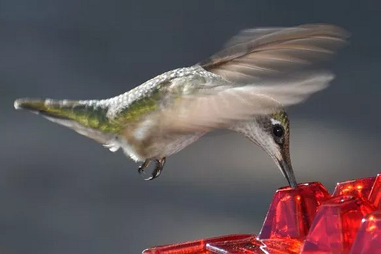 Ant Proof Kolibri Futterspender mit 30 Futteröffnungen & Ant-Moat, 12 Unzen 3