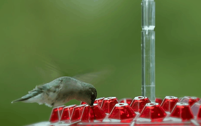 Ant Proof Kolibri Futterspender mit 30 Futteröffnungen & Ant-Moat, 12 Unzen 6