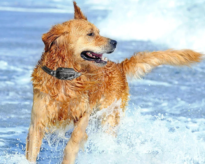 Elektrisches Hunde Trainingshalsband – Wasserdicht, 1000 m Reichweite, 16 Intensitätsstufen 4