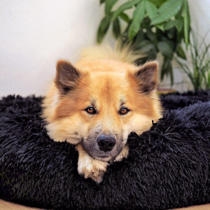 Fluffy Plus – Orthopädisches Hundebett für ultimativen Komfort und Sicherheit 4