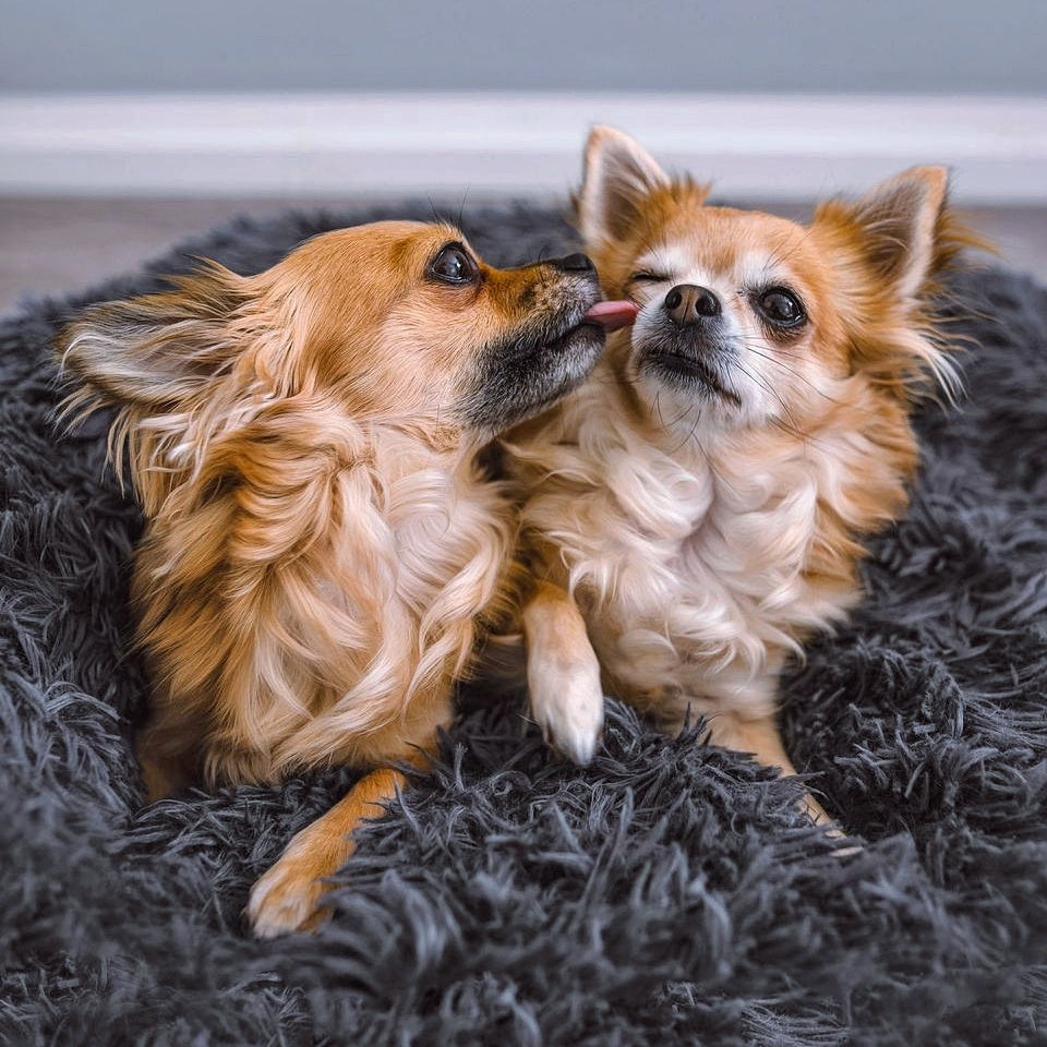 Fluffy Plus – Orthopädisches Hundebett für ultimativen Komfort und Sicherheit 5