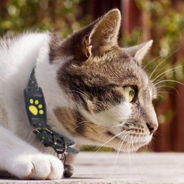 Trackcat – GPS Halsband Katze mit Echtzeit-Tracking und Satellitenverbindung 0